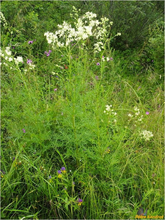 Изображение особи Thalictrum lucidum.