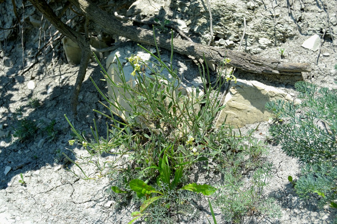 Image of Matthiola odoratissima specimen.