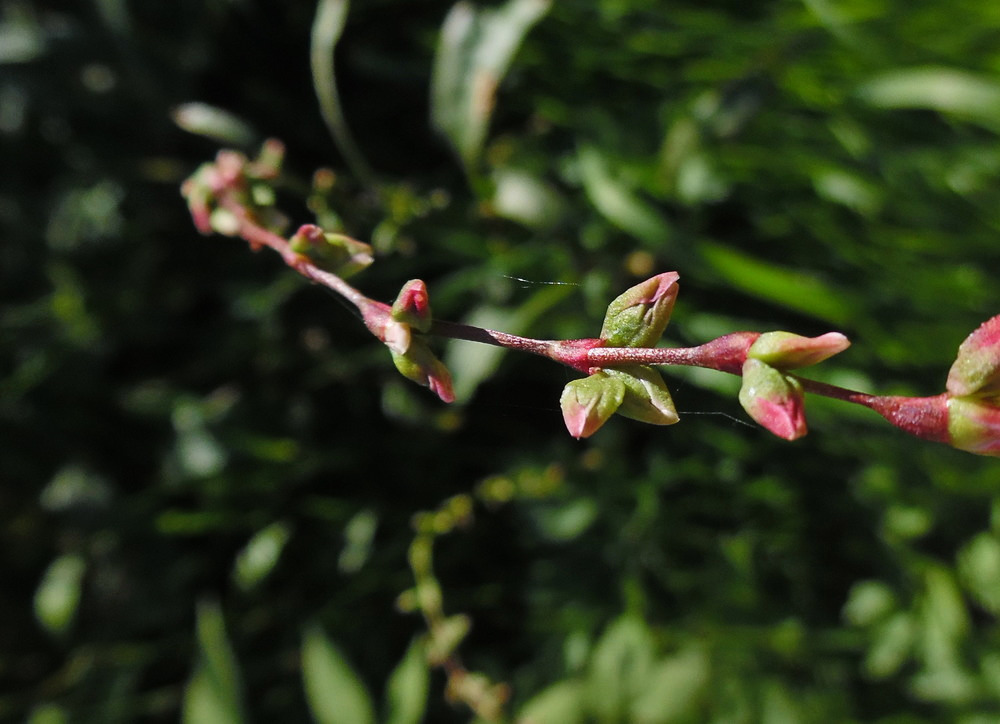 Image of Persicaria hydropiper specimen.