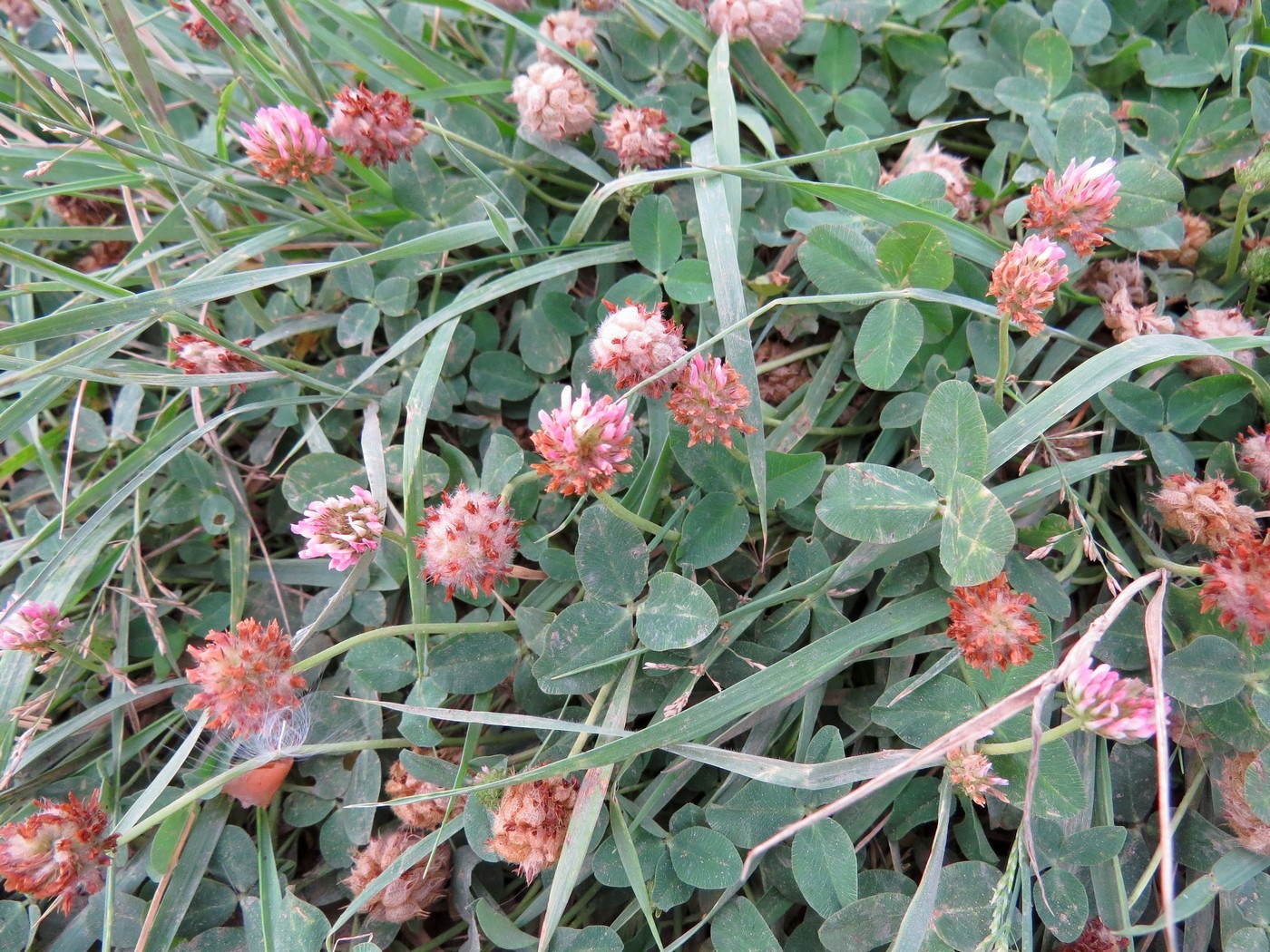 Изображение особи Trifolium fragiferum.