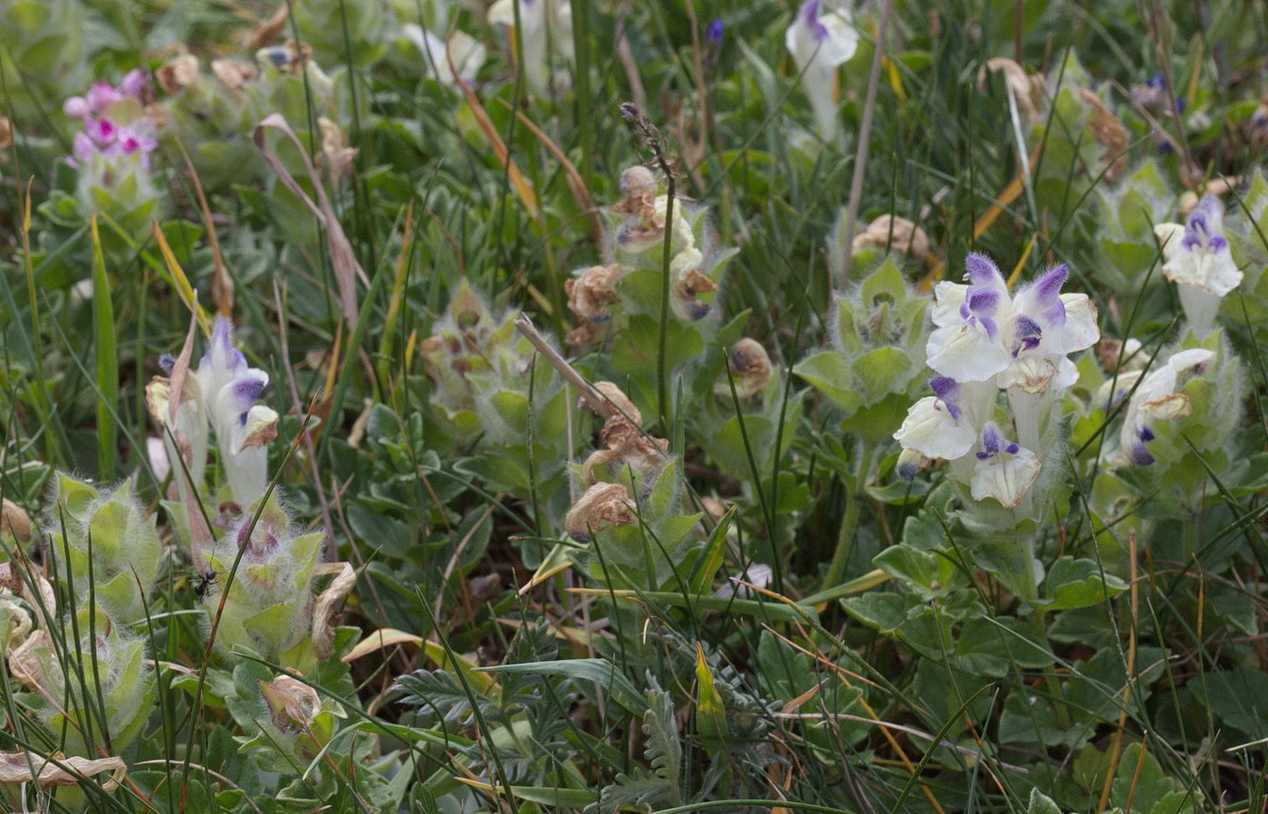 Image of Scutellaria oligodonta specimen.