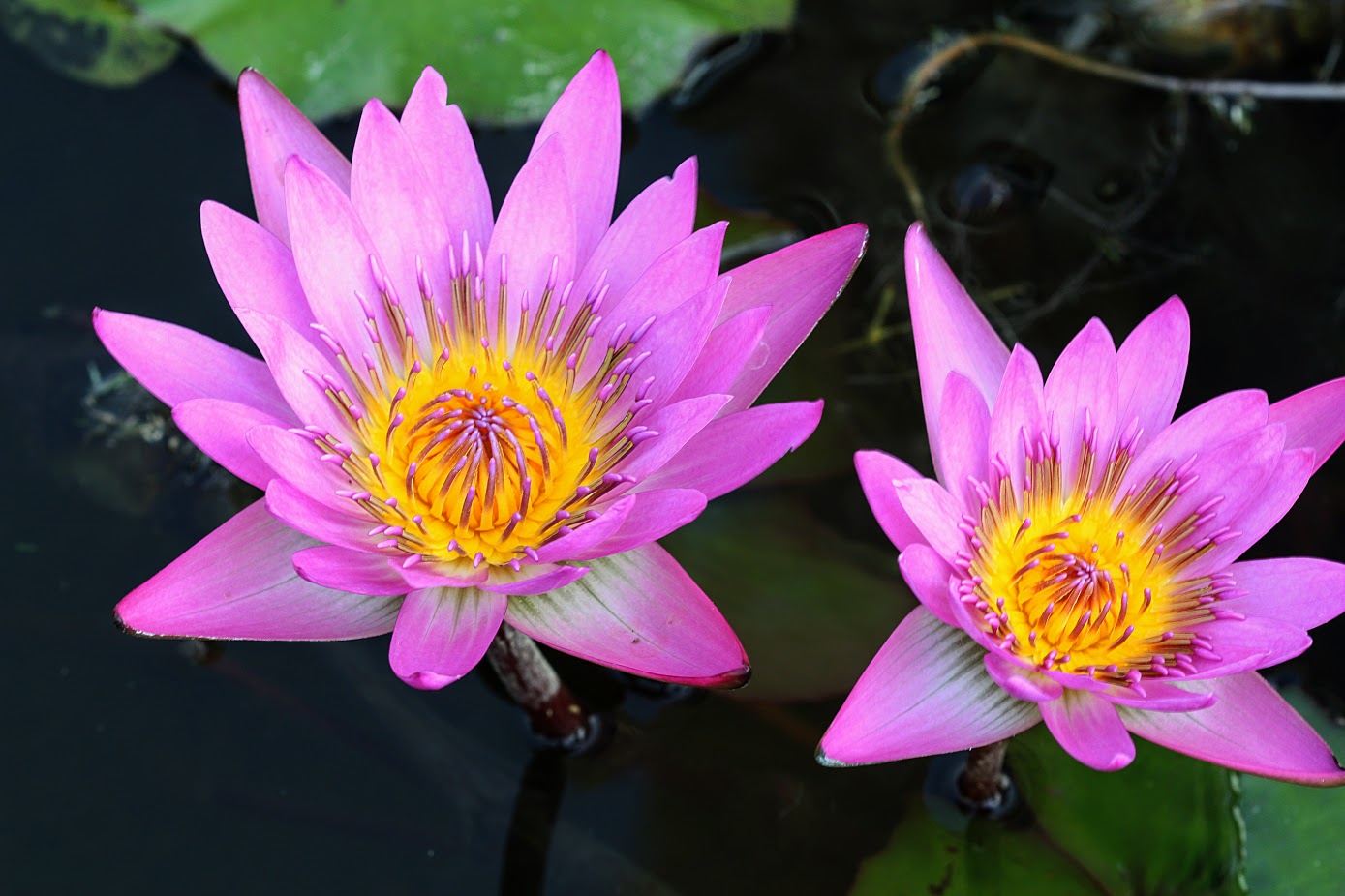 Image of Nymphaea odorata specimen.