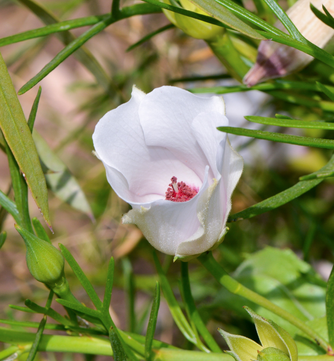 Изображение особи Alyogyne hakeifolia.