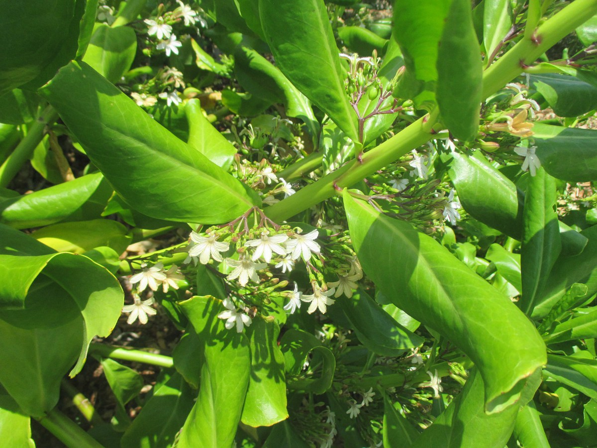 Image of Scaevola taccada specimen.