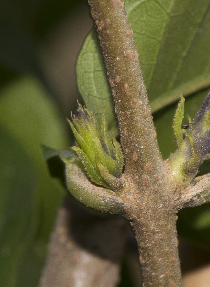 Image of Petrea volubilis specimen.