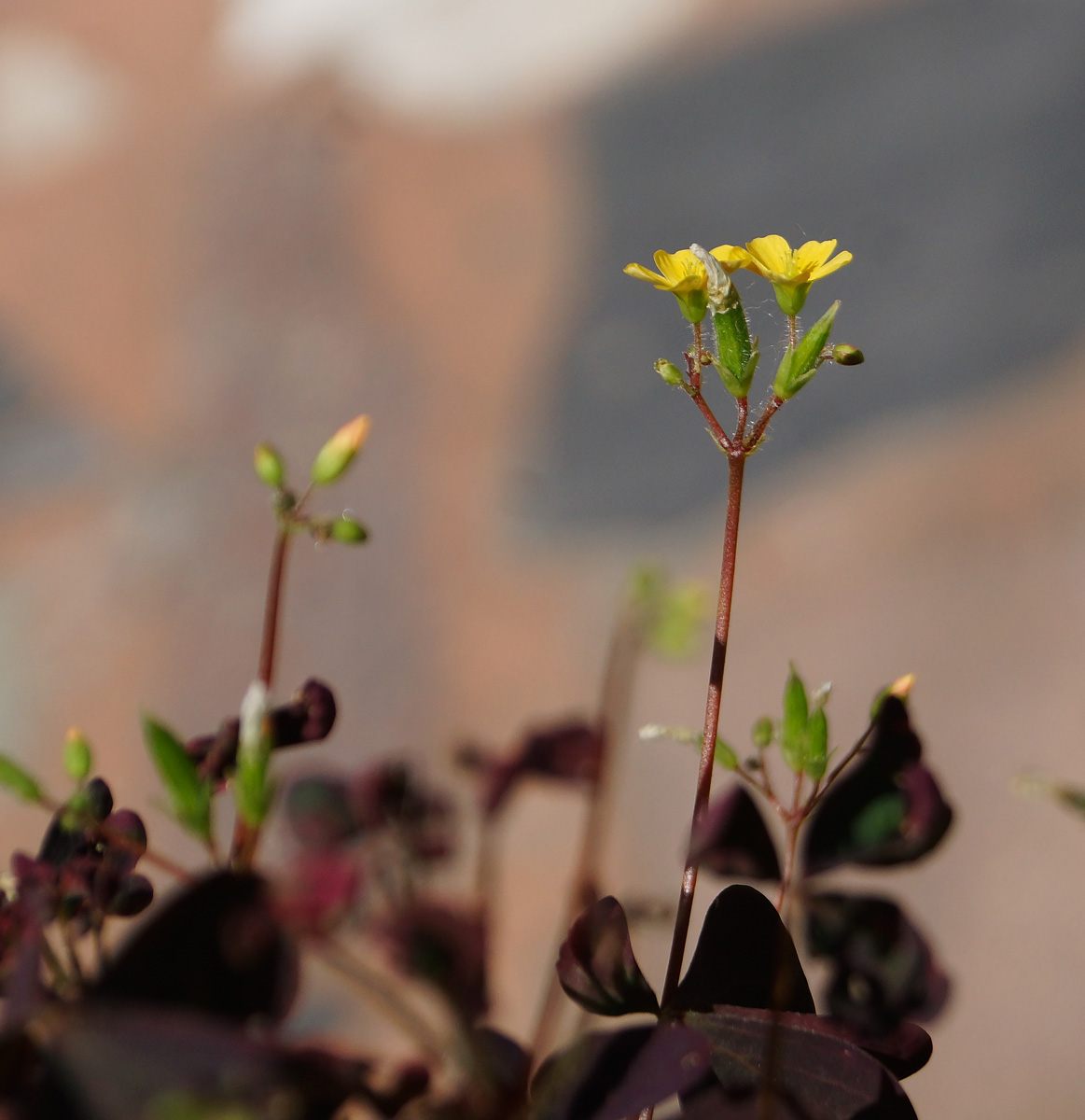 Image of Oxalis stricta specimen.