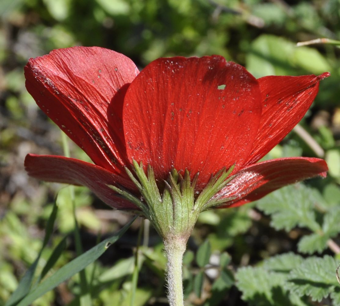 Image of Anemone coronaria specimen.