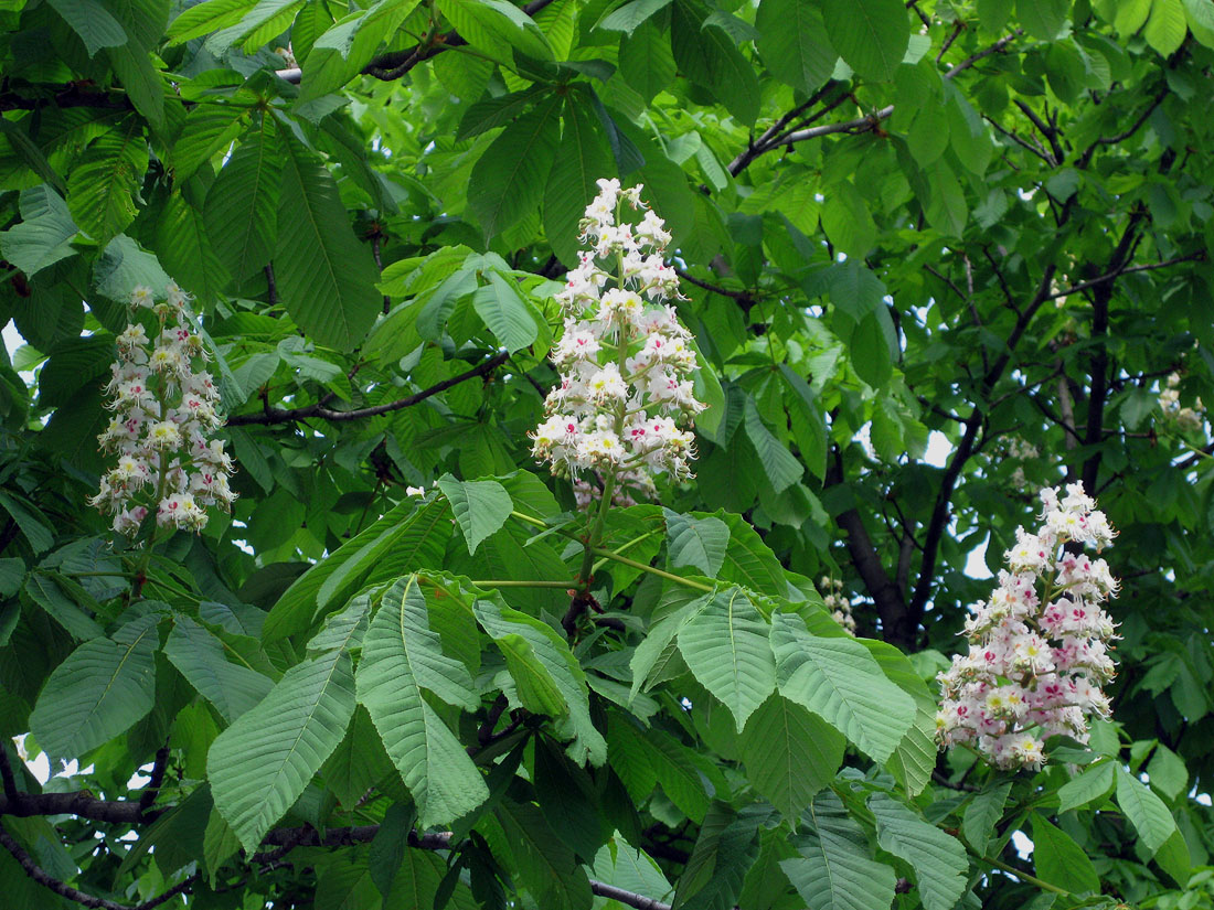 Image of Aesculus hippocastanum specimen.