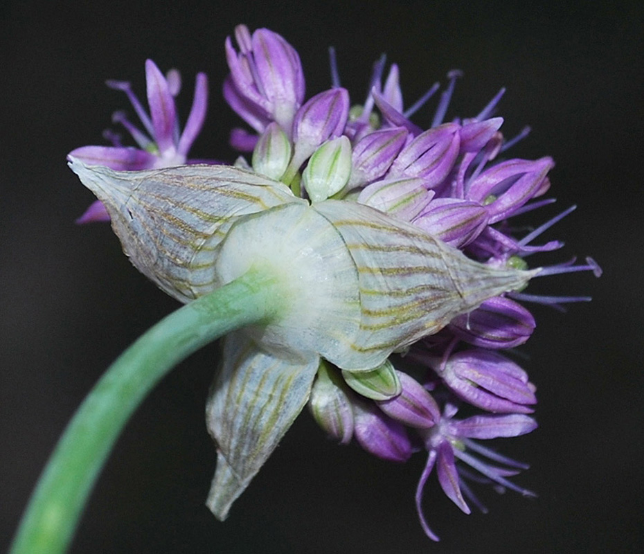 Image of Allium suworowii specimen.