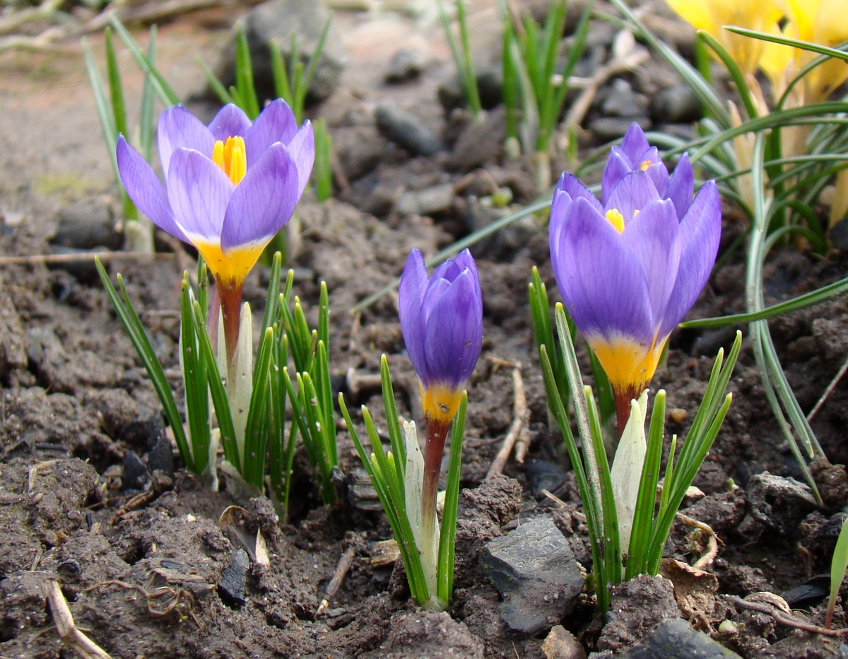 Image of Crocus sieberi ssp. sublimis specimen.