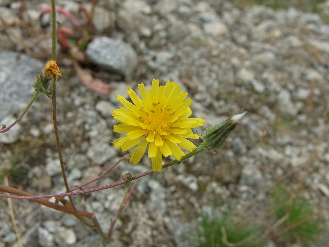 Image of Crepis tectorum specimen.