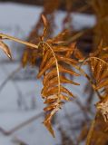 Pteridium pinetorum. Часть прошлогодней сухой вайи (абаксиальная сторона). Средний Урал, Пермский край, Кунгурский р-н, правый берег р. Сылва, верхняя часть склона камня Ермак, поросшая мелким березняком поляна. 8 апреля 2018 г.