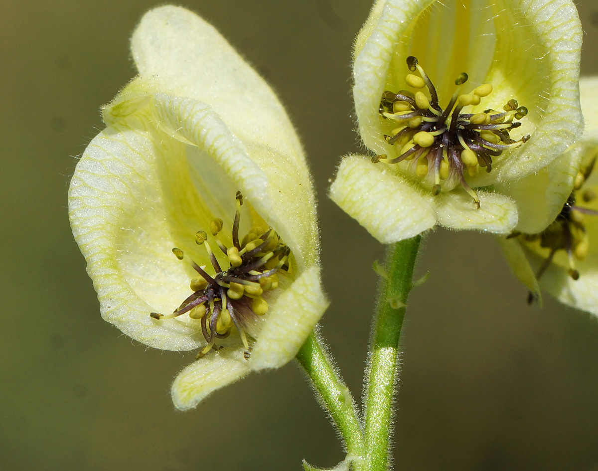 Изображение особи Aconitum anthoroideum.