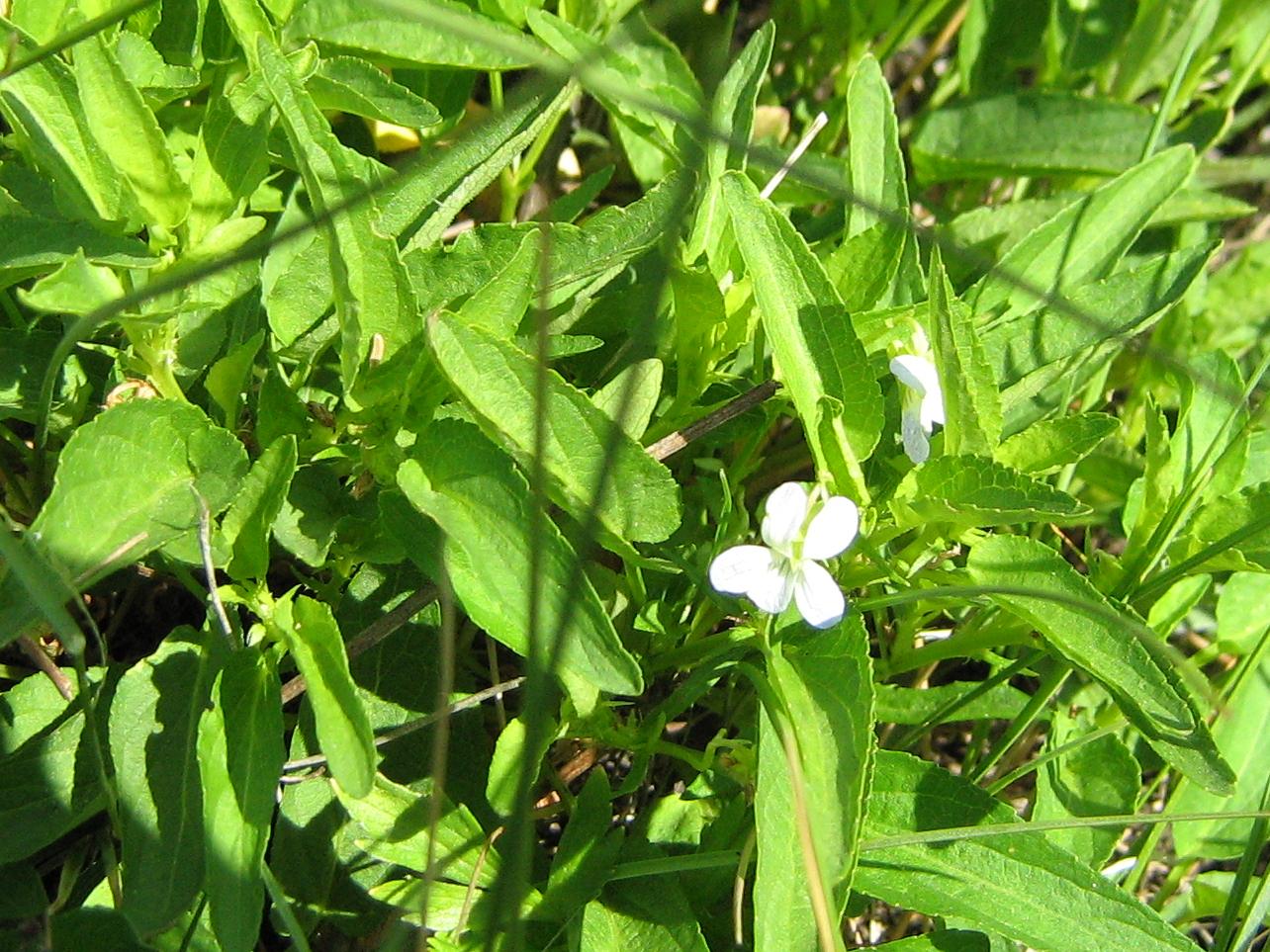 Image of Viola stagnina specimen.