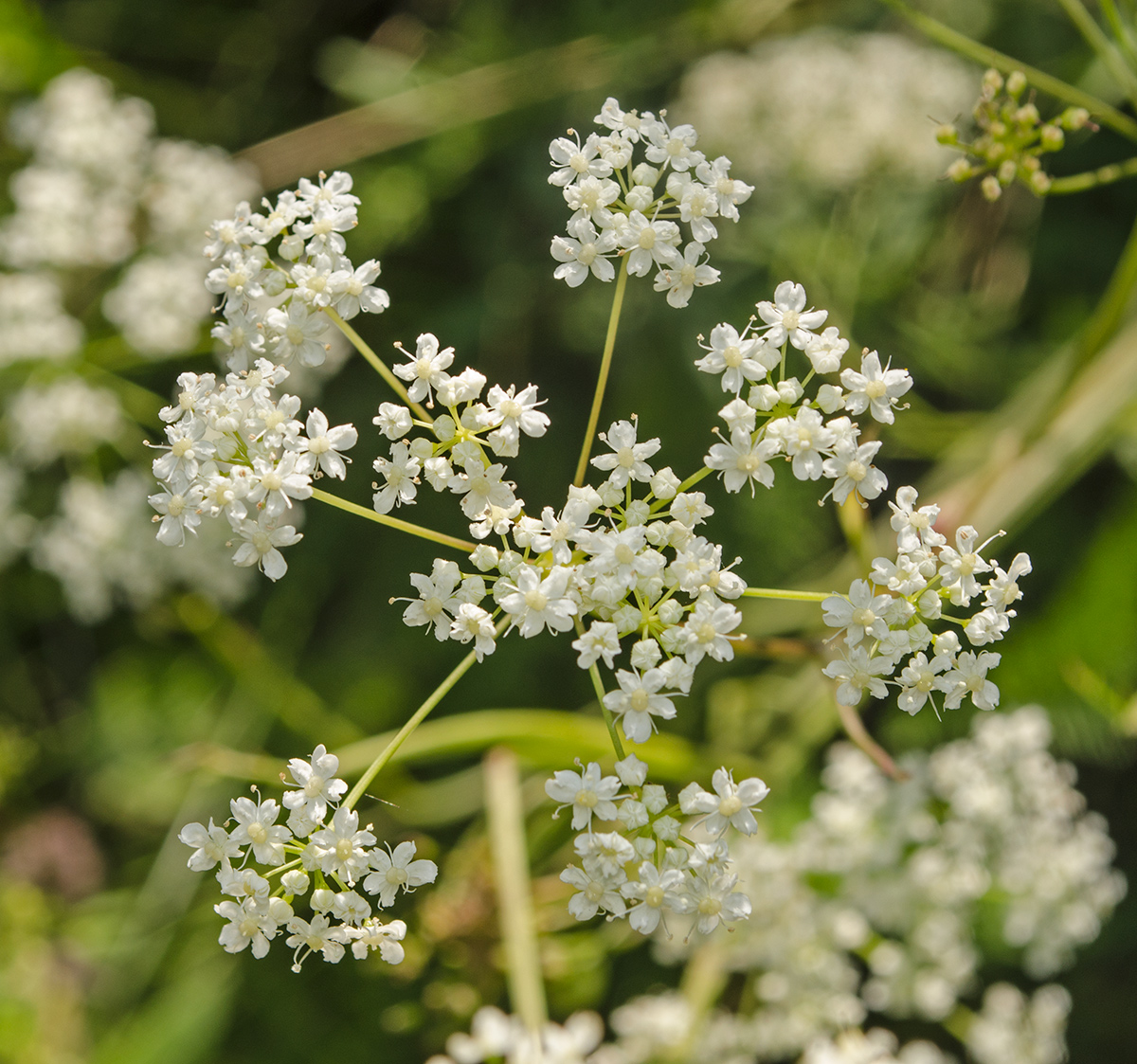 Изображение особи Pimpinella nigra.