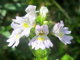 genus Euphrasia