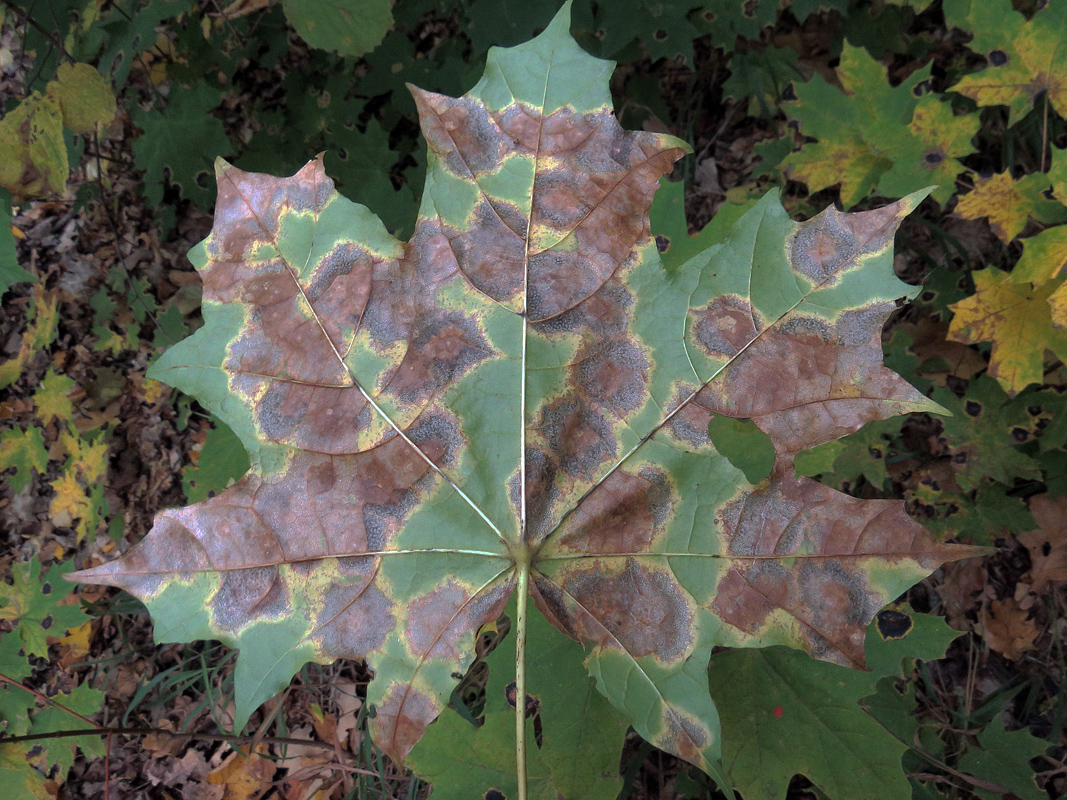 Image of Acer platanoides specimen.