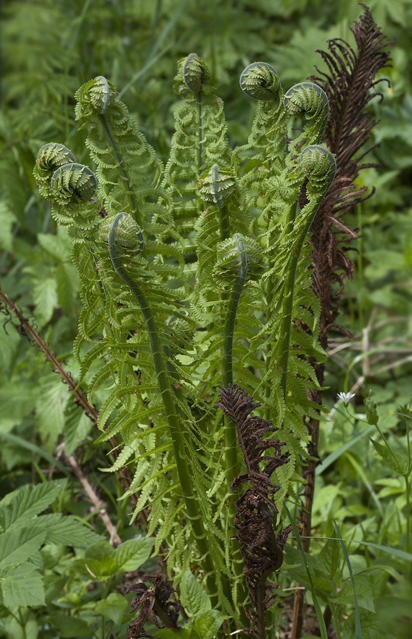 Изображение особи Matteuccia struthiopteris.