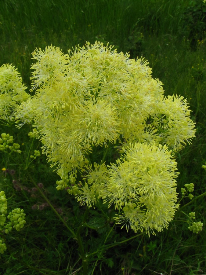 Изображение особи Thalictrum lucidum.