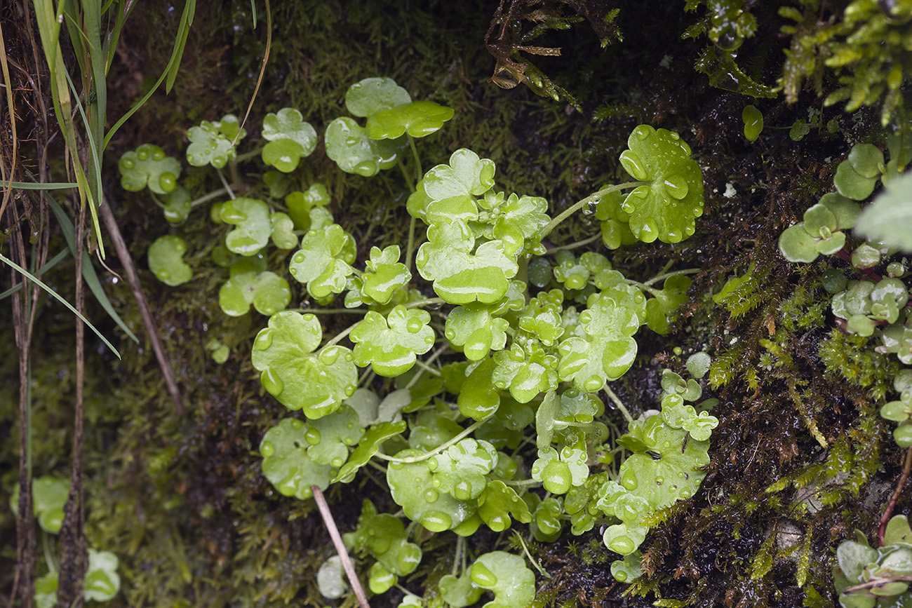 Image of Saxifraga sibirica specimen.