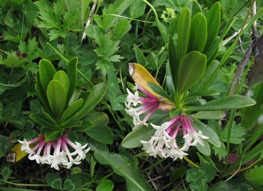 Image of Daphne glomerata specimen.