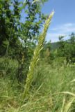 genus Trisetum. Соцветие. Дагестан, Табасаранский р-н, 4 км к северо-востоку от с. Дарваг, поляна в дубовом лесу. 3 июня 2019 г.
