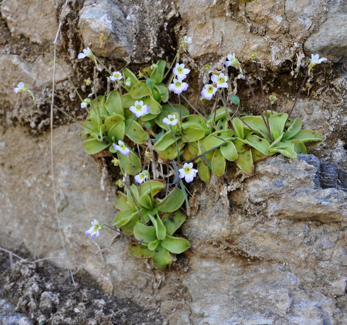 Image of Pinguicula crystallina specimen.