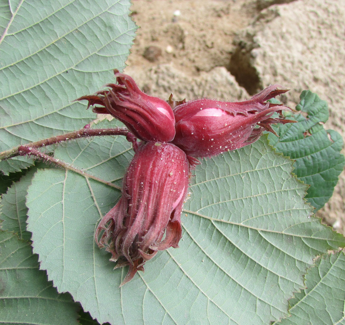 Изображение особи Corylus avellana.