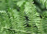 Athyrium filix-femina