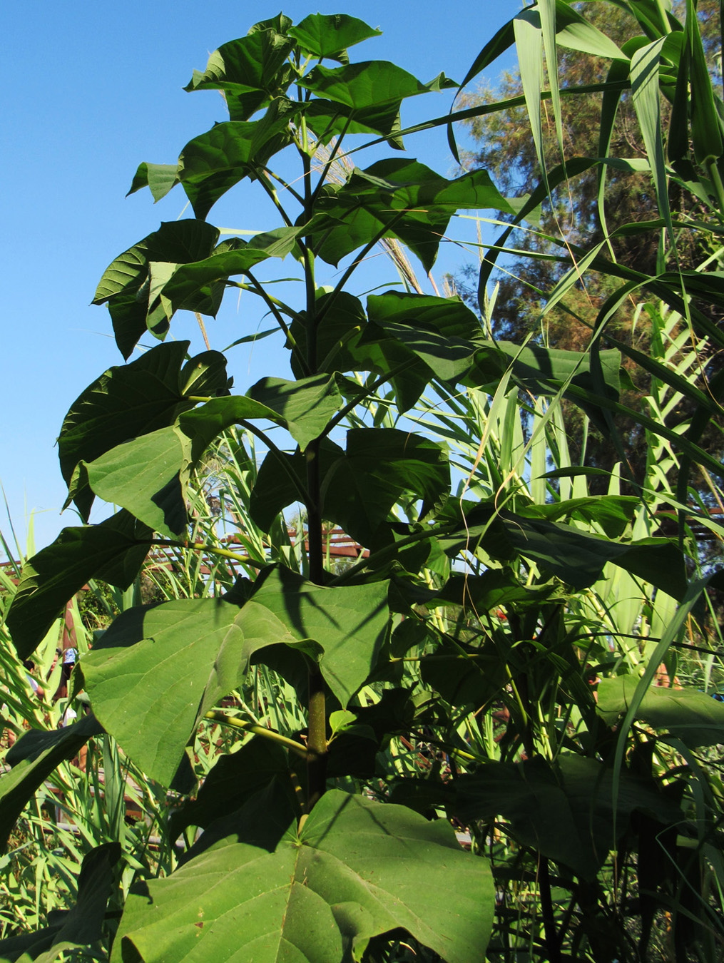 Image of Paulownia tomentosa specimen.