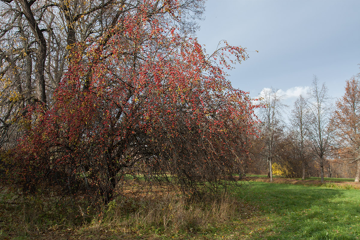 Изображение особи Malus prunifolia.