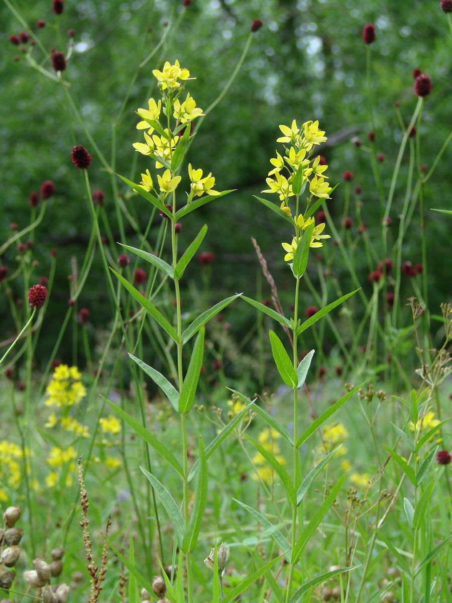 Image of Lysimachia davurica specimen.