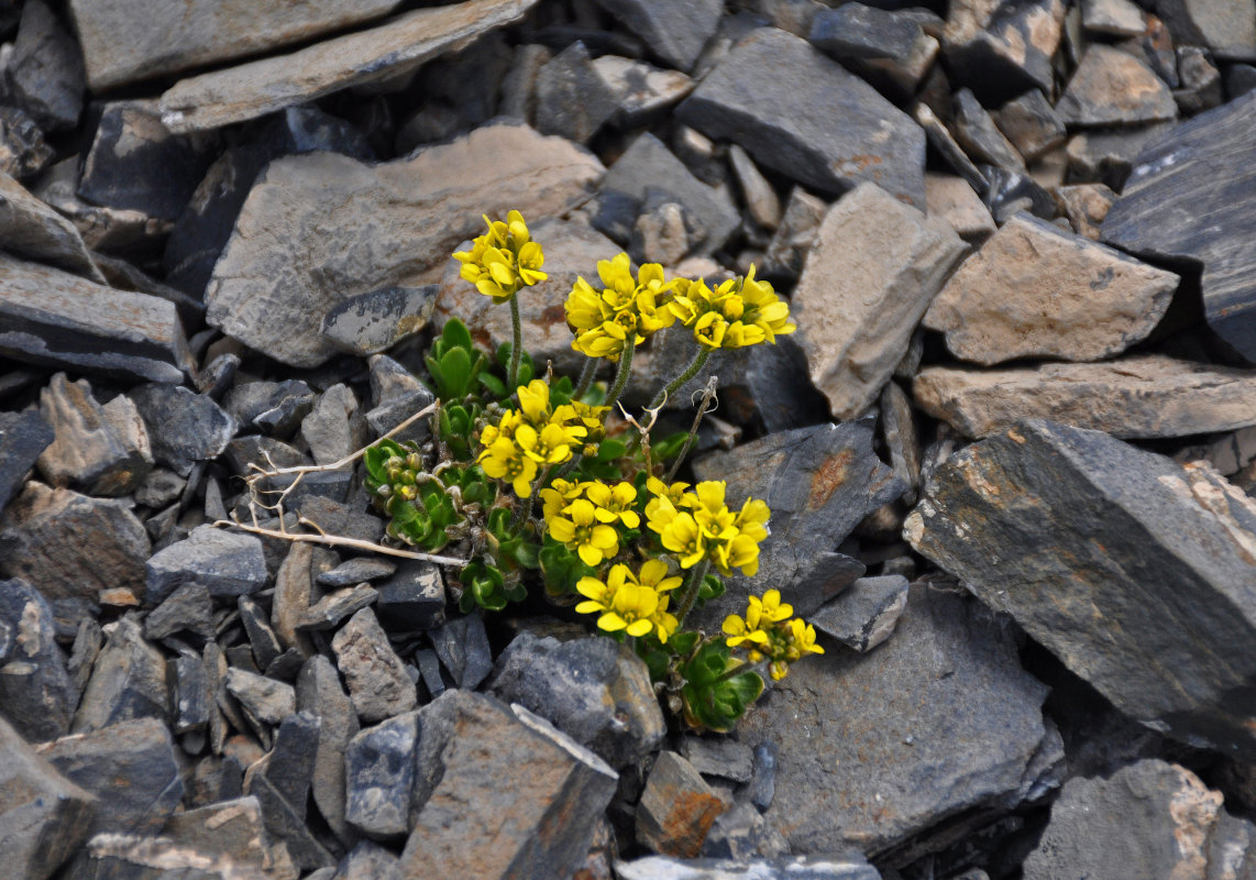 Изображение особи Draba oreades.