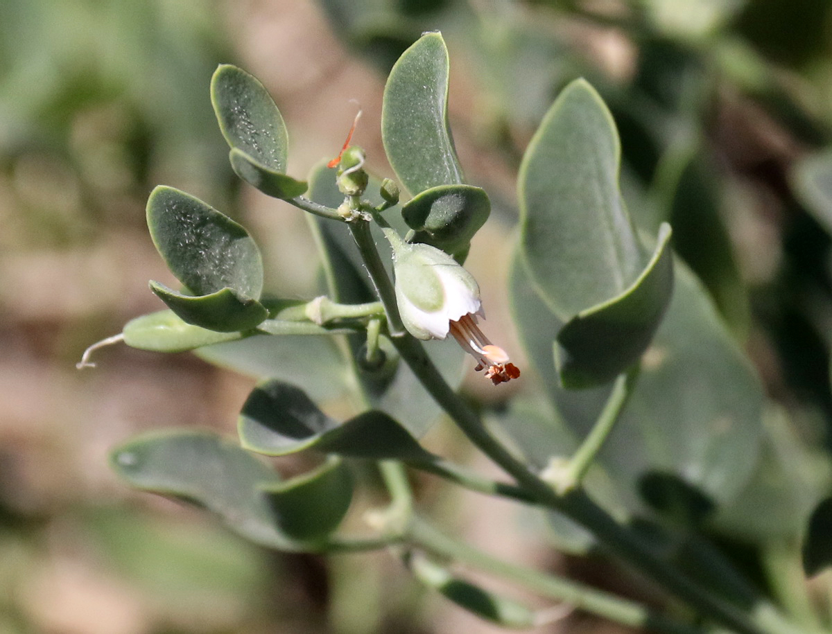 Image of Zygophyllum fabago specimen.