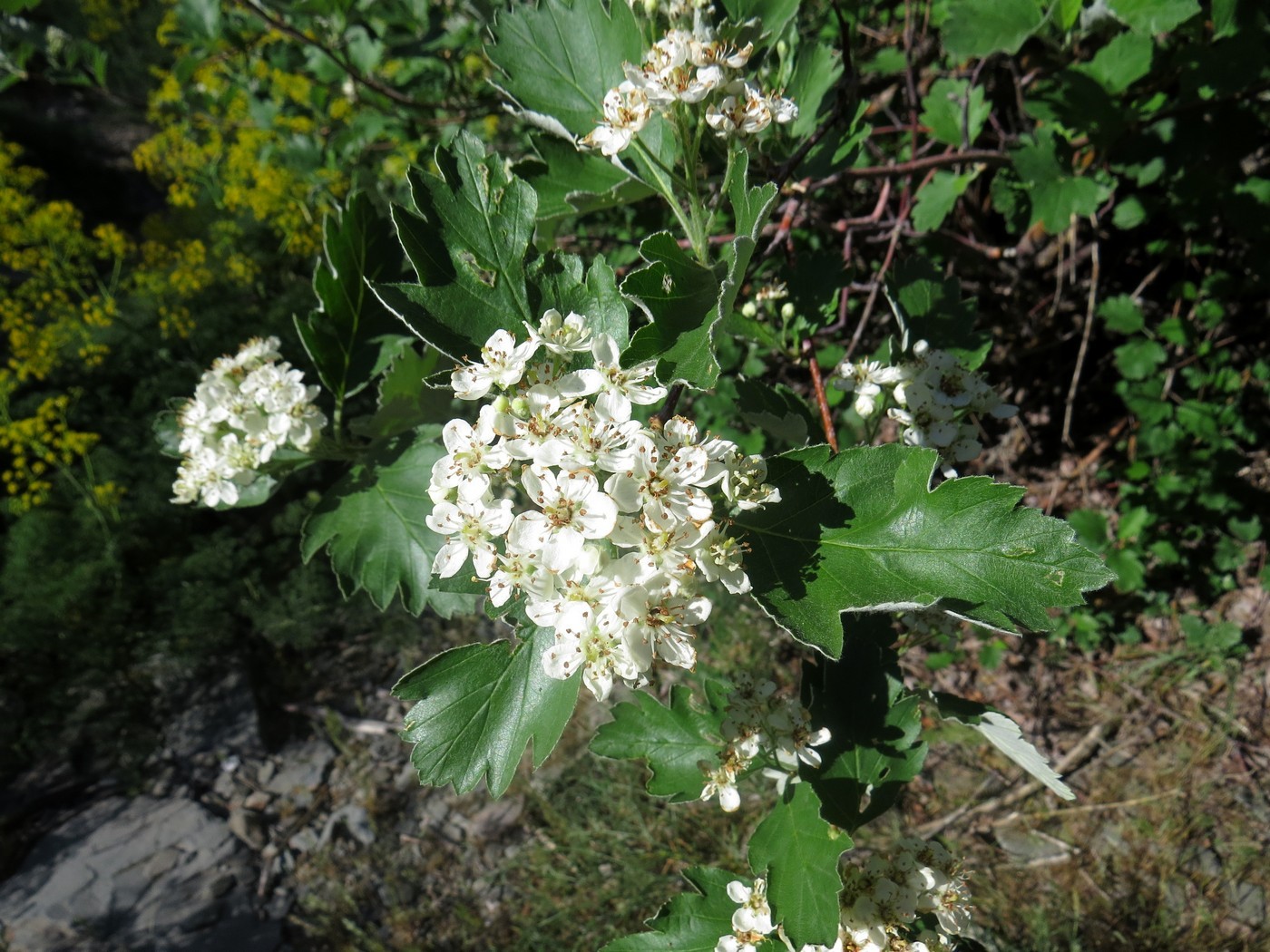 Изображение особи Sorbus persica.