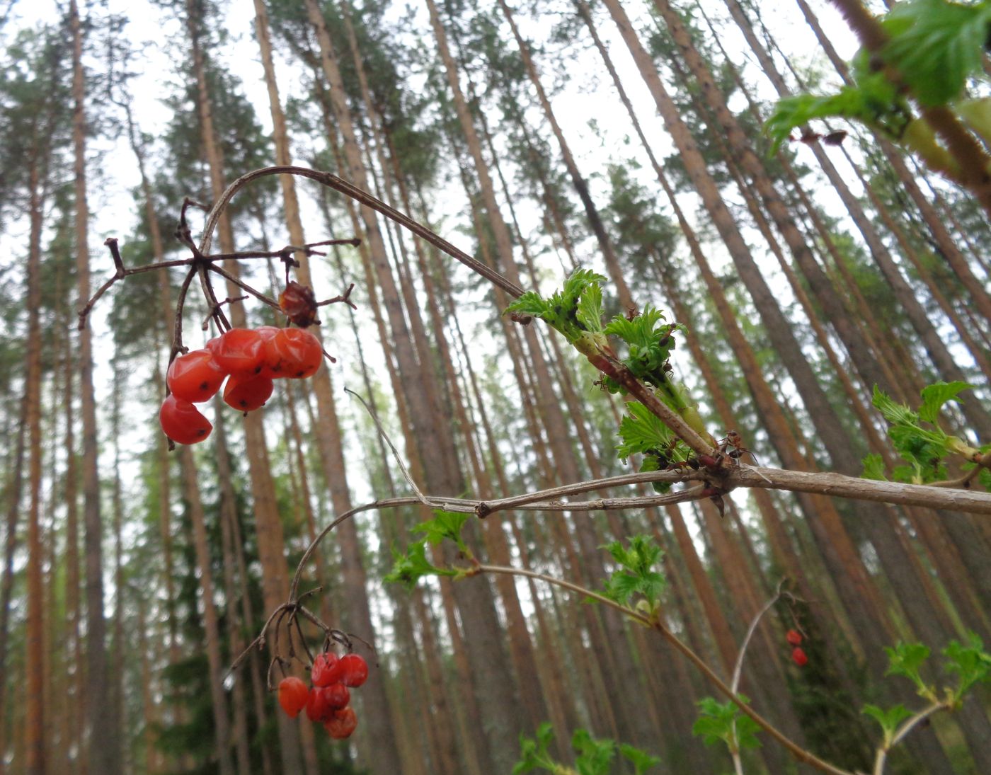 Image of Viburnum opulus specimen.