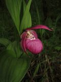 Cypripedium macranthos. Верхняя часть генеративного побега. Томск, заболоченный лес по долине реки. 25.05.2020.