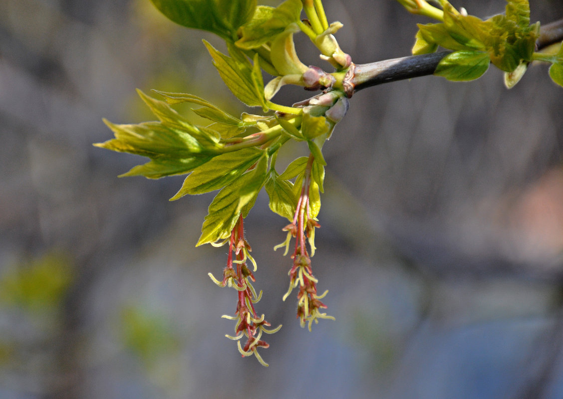 Image of Acer negundo specimen.