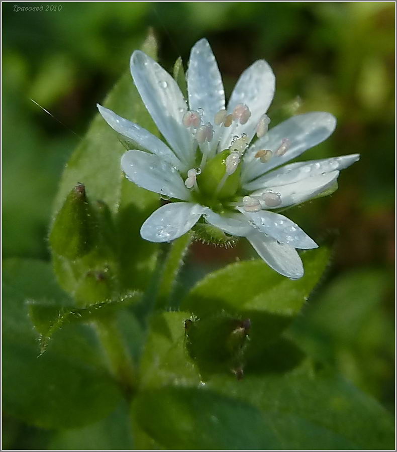 Изображение особи Myosoton aquaticum.