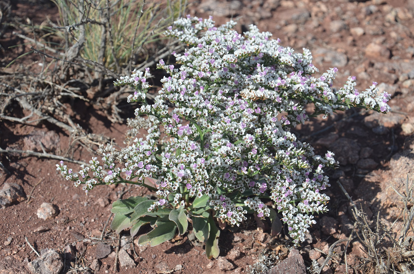 Изображение особи Goniolimon strictum.