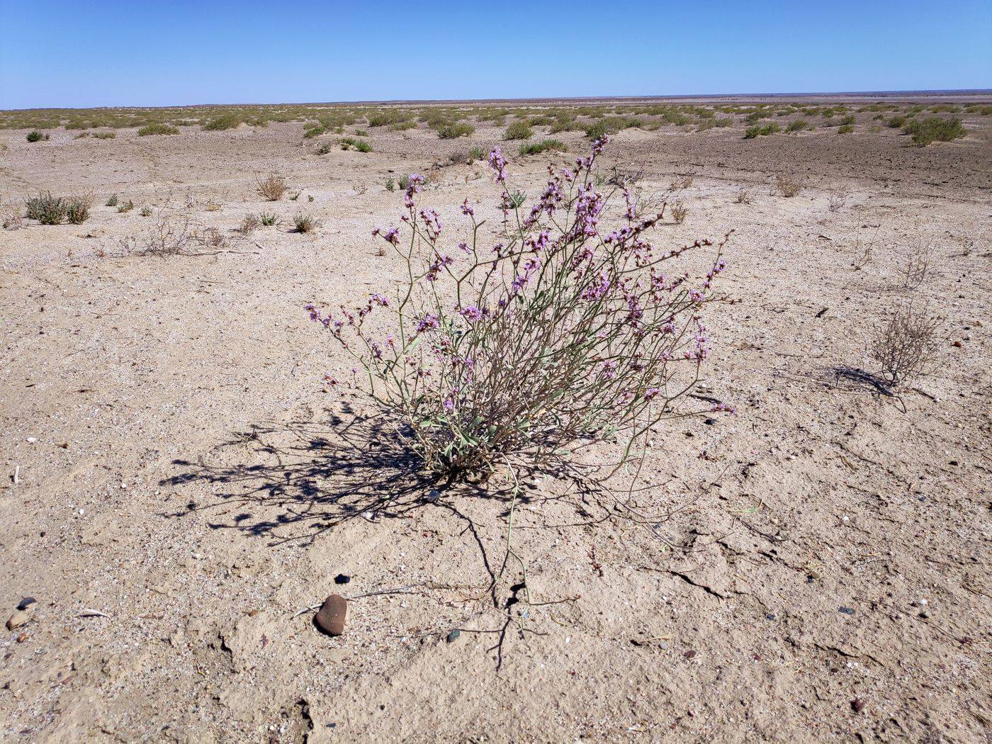 Image of Limonium suffruticosum specimen.