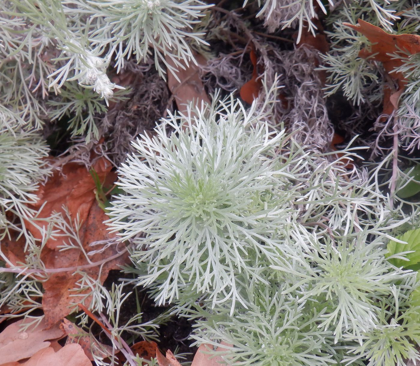 Image of Artemisia schmidtiana specimen.