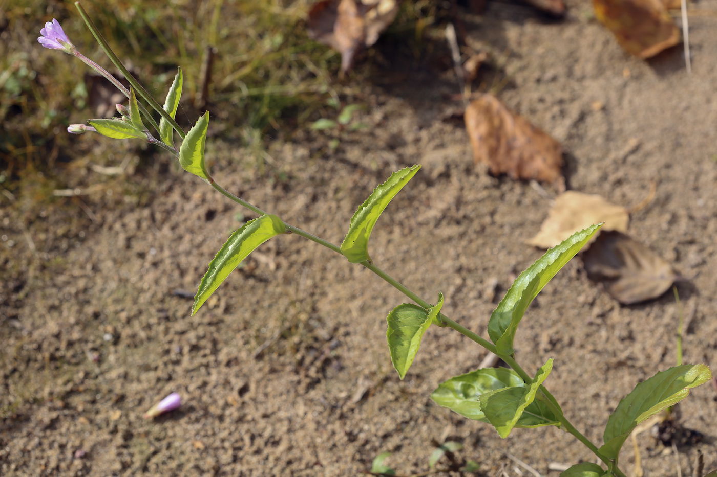 Изображение особи Epilobium smyrneum.