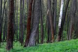 Alnus glutinosa. Нижние части стволов взрослых деревьев с налётом микроскопических водорослей; справа - ствол одиночной Betula. Тульская обл., окр. пос. Дубна, лиственный лес Темирёво, бровка пологого оврага. 07.05.2019.