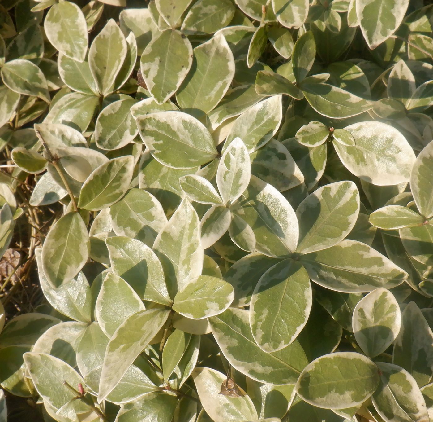 Image of Vinca minor f. argenteo-variegata specimen.