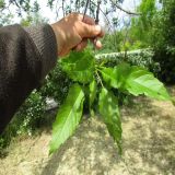 Fraxinus variety diversifolia