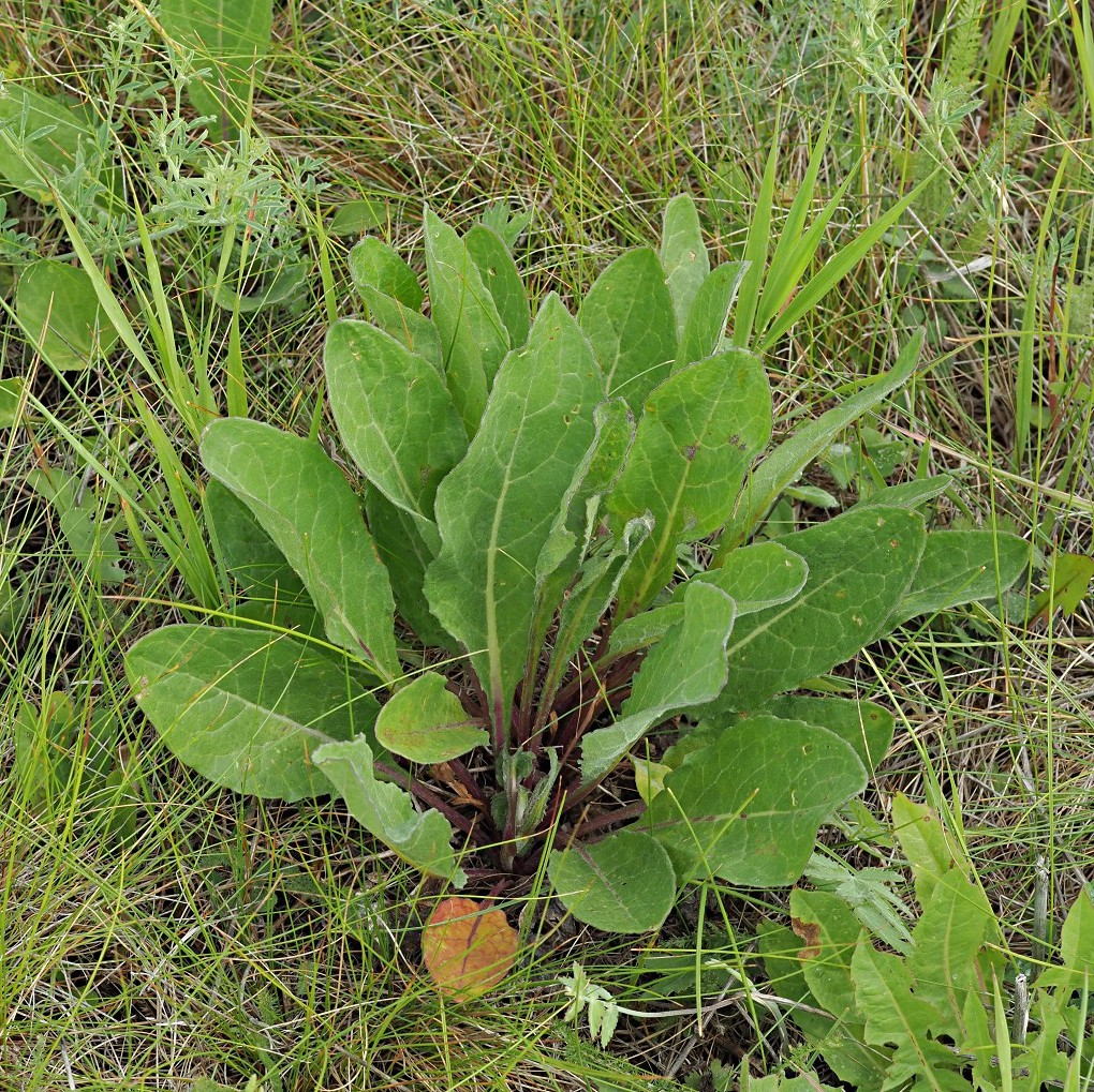 Image of Senecio paucifolius specimen.