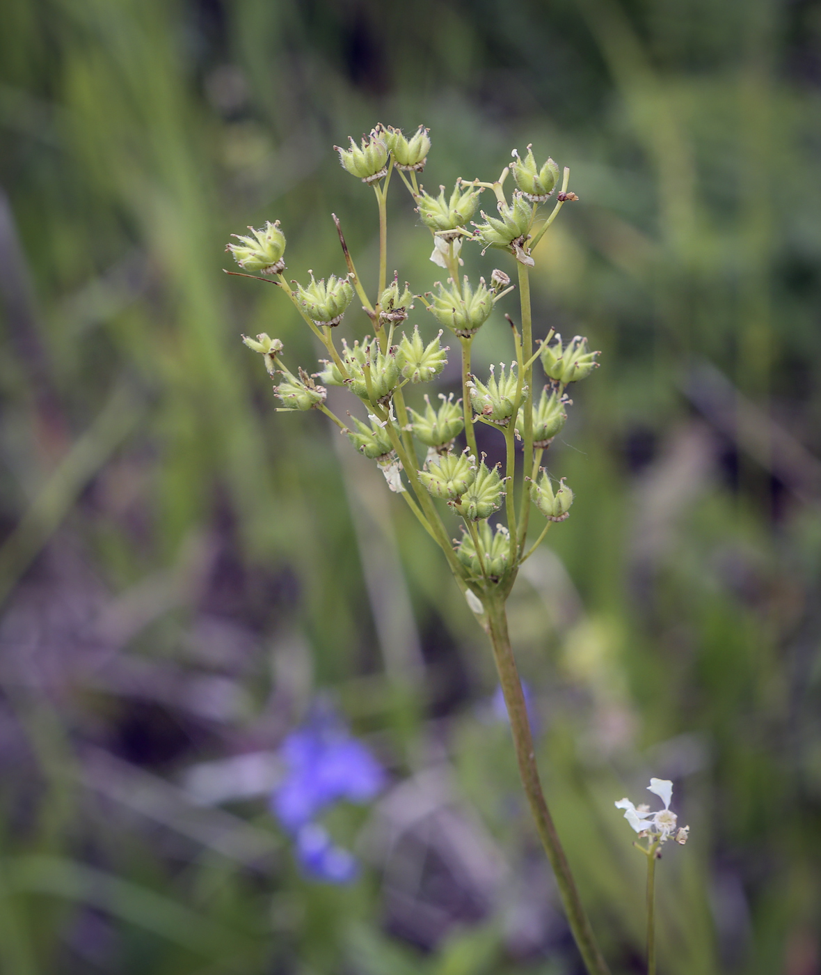 Image of Filipendula vulgaris specimen.