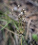 Cortusa matthioli