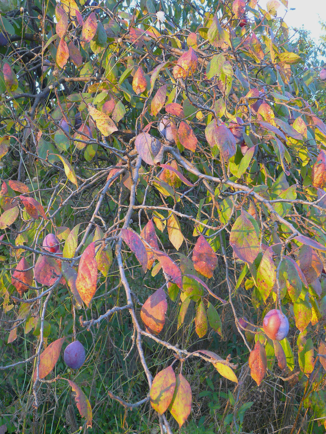 Изображение особи Prunus domestica.